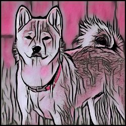 Picture of Akita Shiba Inu-Comic Pink Mug