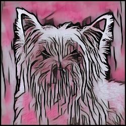 Picture of Cairn Terrier-Comic Pink Mug