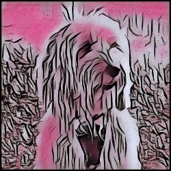 Picture of Cockapoo-Comic Pink Mug
