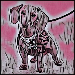 Picture of Dachshund-Comic Pink Mug