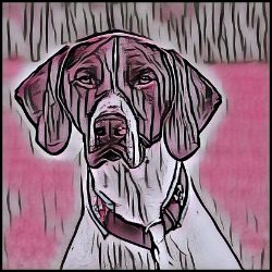 Picture of German Shorthaired Pointer-Comic Pink Mug