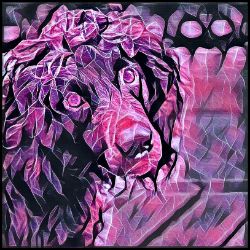 Picture of Boykin Spaniel-Violet Femmes Mug