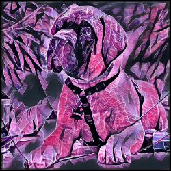 Picture of Bull Mastiff-Violet Femmes Mug