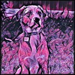 Picture of Catahoula Leopard Dog-Violet Femmes Mug