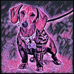 Picture of Dachshund-Violet Femmes Mug
