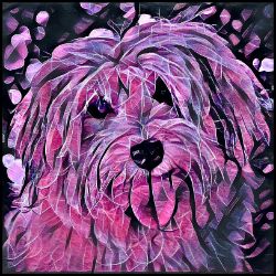 Picture of Havanese-Violet Femmes Mug
