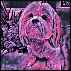 Picture of Lhasa Apso-Violet Femmes Mug