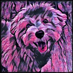 Picture of Maltipoo-Violet Femmes Mug