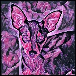 Picture of Miniature Pinscher-Violet Femmes Mug