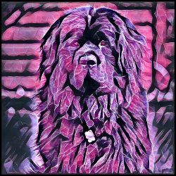 Picture of Newfoundland-Violet Femmes Mug