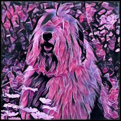 Picture of Old English Sheepdog-Violet Femmes Mug