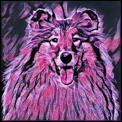 Picture of Rough Collie-Violet Femmes Mug