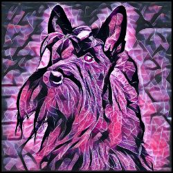 Picture of Scottish Terrier-Violet Femmes Mug