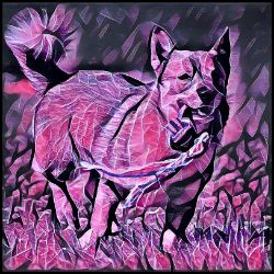 Picture of Swedish Vallhund-Violet Femmes Mug