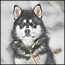 Picture of Alaskan Malamute-Penciled In Mug