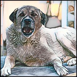Picture of Anatolian Shepherd-Penciled In Mug