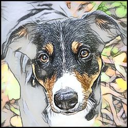 Picture of Appenzeller Sennenhund-Penciled In Mug