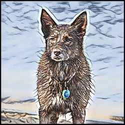 Picture of Australian Kelpie-Penciled In Mug