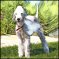 Picture of Bedlington Terrier-Penciled In Mug