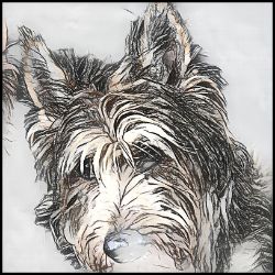 Picture of Berger Picard-Penciled In Mug