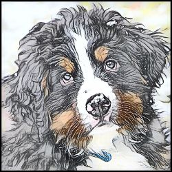 Picture of Bernese Mountain Dog-Penciled In Mug