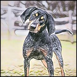 Picture of Bluetick Coonhound-Penciled In Mug