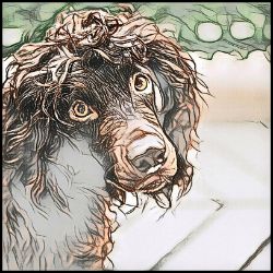 Picture of Boykin Spaniel-Penciled In Mug