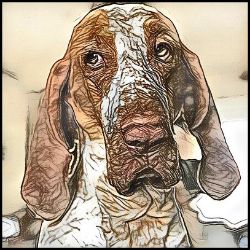 Picture of Bracco Italiano-Penciled In Mug