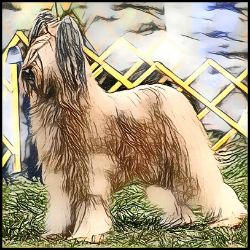 Picture of Briard-Penciled In Mug