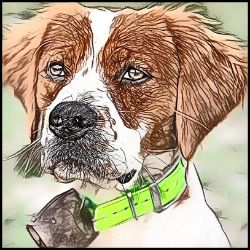 Picture of Brittany Spaniel-Penciled In Mug