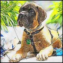 Picture of Bull Mastiff-Penciled In Mug