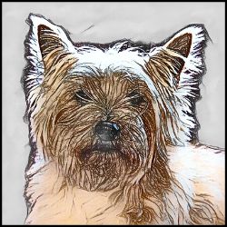 Picture of Cairn Terrier-Penciled In Mug