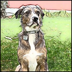 Picture of Catahoula Leopard Dog-Penciled In Mug