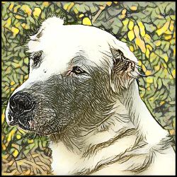 Picture of Central Asian Shepherd Dog-Penciled In Mug