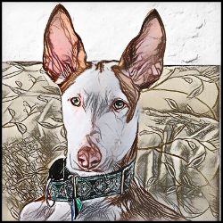 Picture of Ibizan Hound-Penciled In Mug
