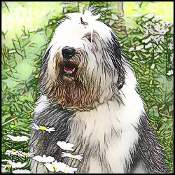 Picture of Old English Sheepdog-Penciled In Mug