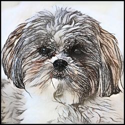 Picture of Shih Tzu-Penciled In Mug