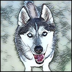 Picture of Siberian Husky-Penciled In Mug