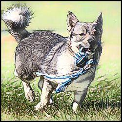 Picture of Swedish Vallhund-Penciled In Mug