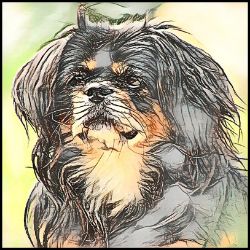 Picture of Tibetan Spaniel-Penciled In Mug