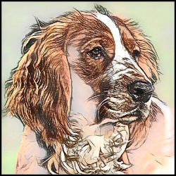 Picture of Welsh Springer Spaniel-Penciled In Mug