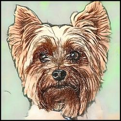 Picture of Yorkshire Terrier-Penciled In Mug