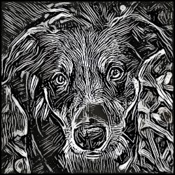 Picture of Appenzeller Sennenhund-Licorice Lines Mug