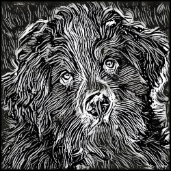 Picture of Bernese Mountain Dog-Licorice Lines Mug