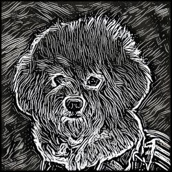 Picture of Bichon Frise-Licorice Lines Mug