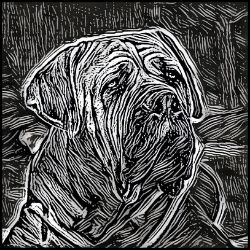 Picture of Boerboel-Licorice Lines Mug