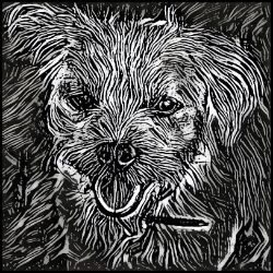 Picture of Border Terrier-Licorice Lines Mug