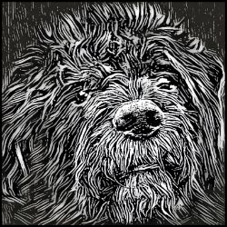 Picture of Bouvier de Flandres-Licorice Lines Mug