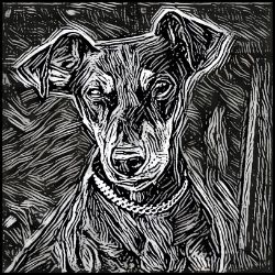 Picture of German Pinscher-Licorice Lines Mug