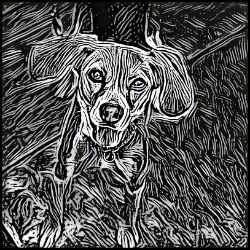 Picture of Harrier-Licorice Lines Mug